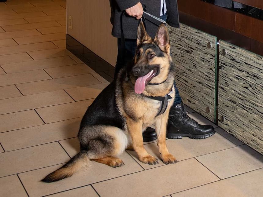 A man holding an Alsatian dog at hotel 43