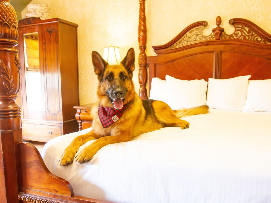 Top 5 DogFriendly Parks & Trails in Glenwood Springs, CO