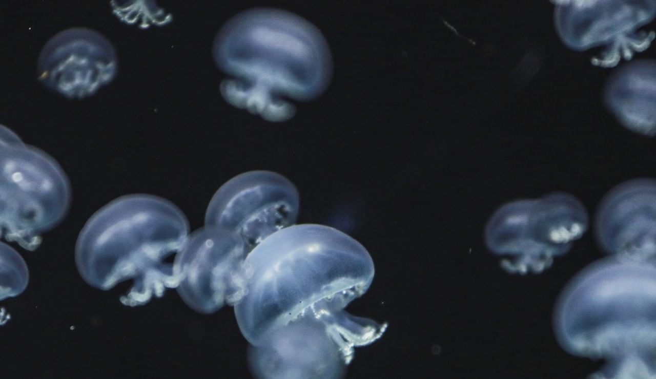 Several translucent jellyfish floating in dark water in Veracruz aquarium near Camino Real Veracruz
