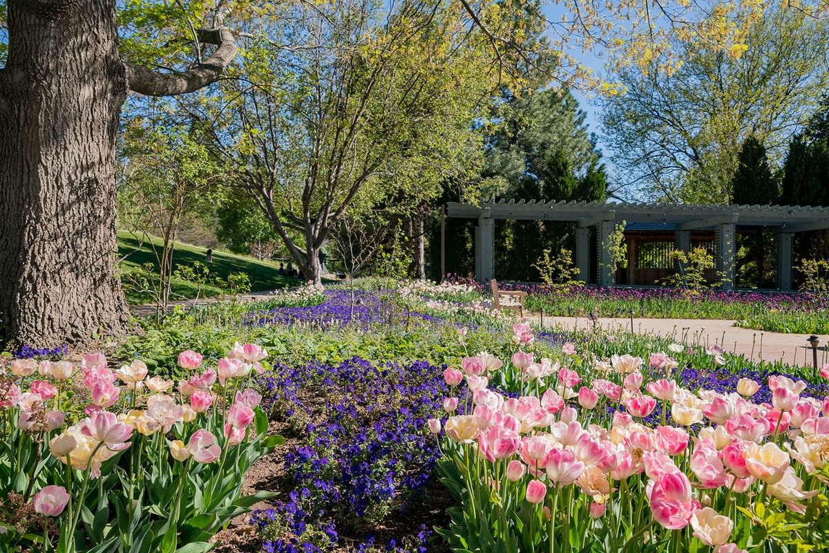 Pink tulips by a wooden pergola under a large tree surrounding Denver Botanic Gardens near Warwick Denver