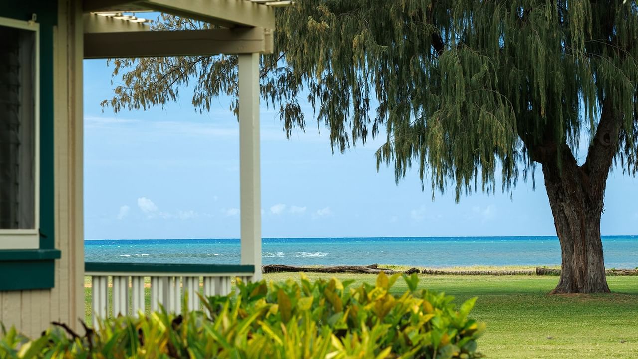 Ocean front cottage with trees and bushes
