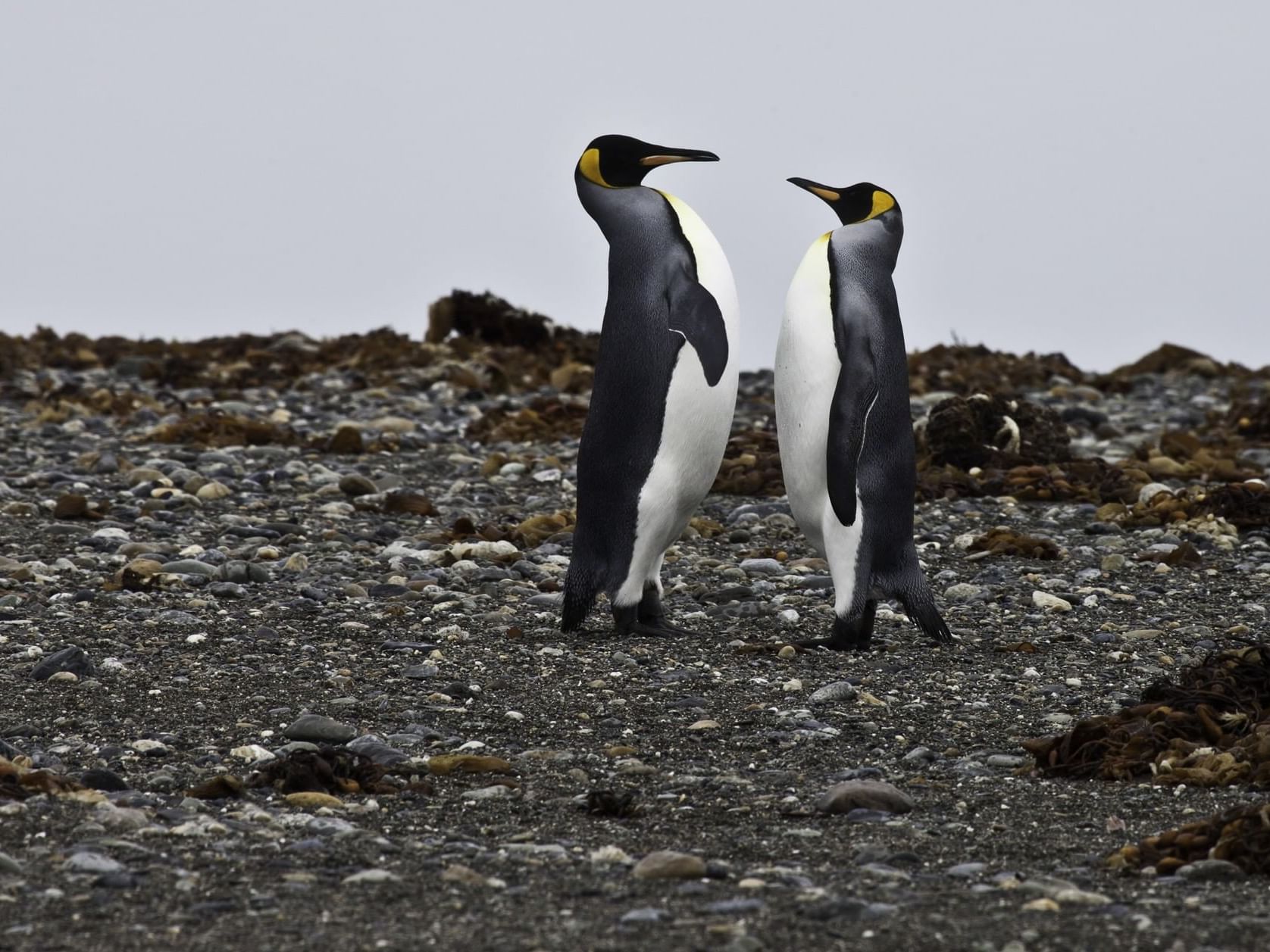 Closeup of two king penguins near Hotel Cabo de Hornos