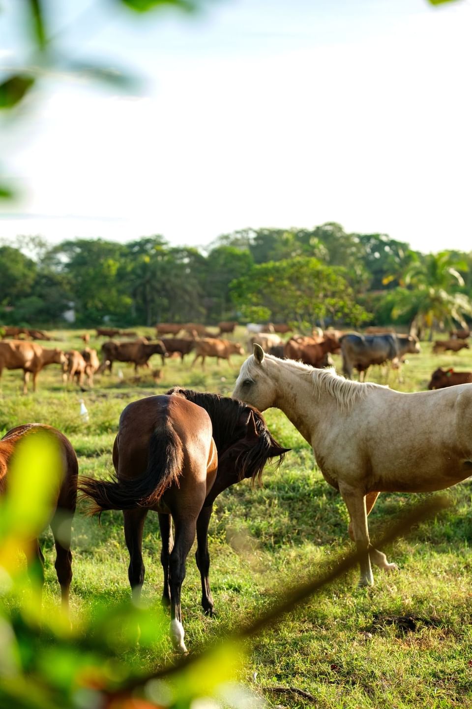 Horses grazing in a sunlit field with a white horse facing the camera near Las Olas Beach Resort