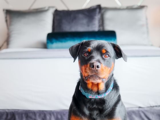Closeup on a Rottweiler dog at Paradox Hotels