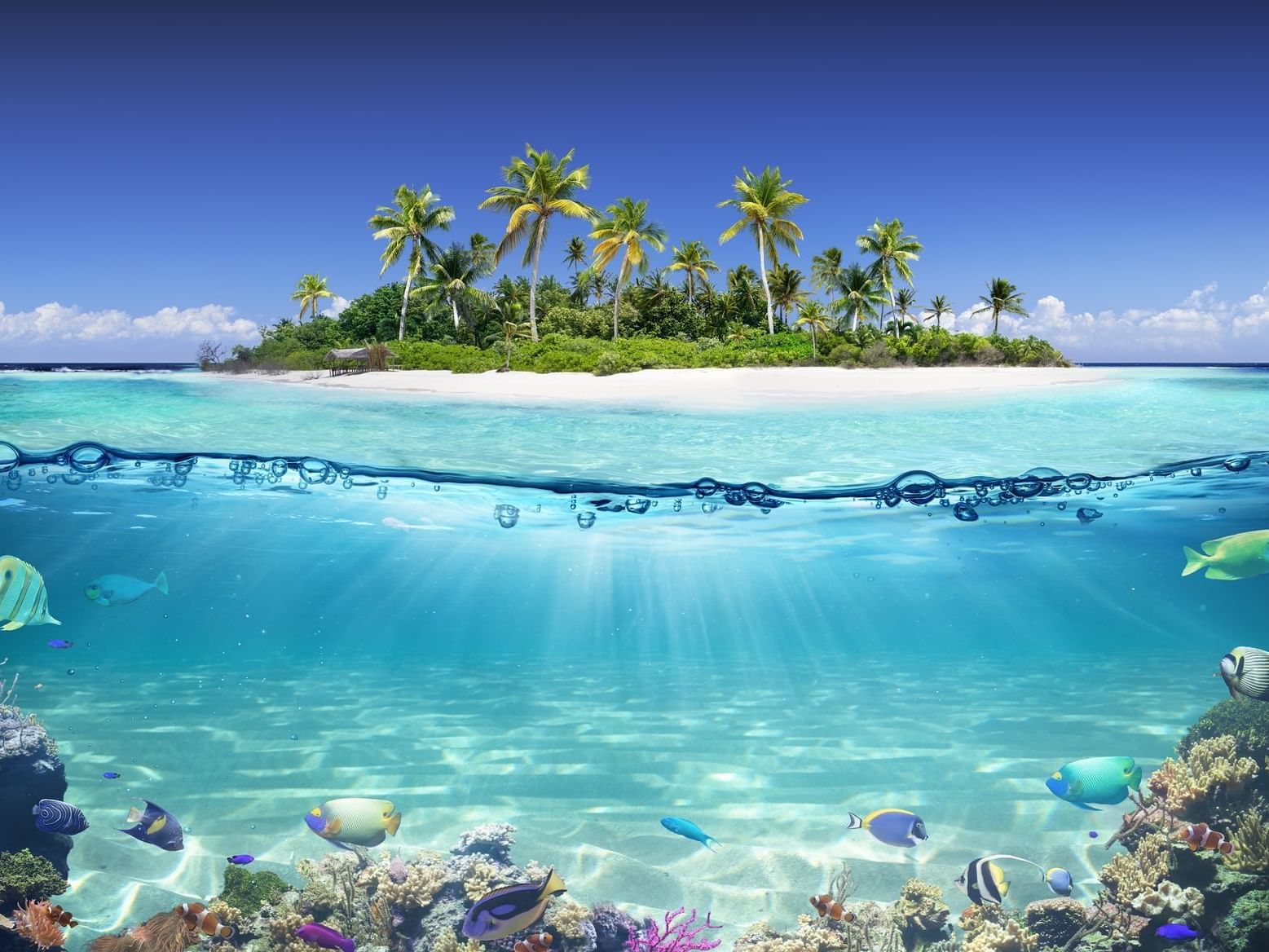 Close up on the corals in the beach at Daydream Island Resort