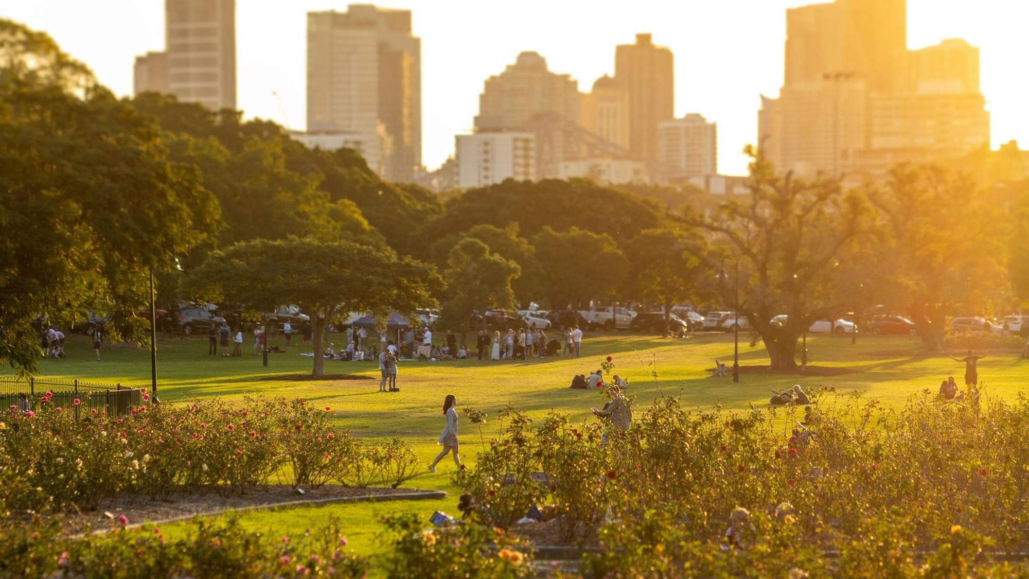 Sunlit park with green lawns, flowering gardens, and people relaxing with city skyline in background at New Farm