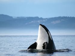 Whale breaching out of the water in Springtide Whale Watching Tour near Pendray Inn & Tea House