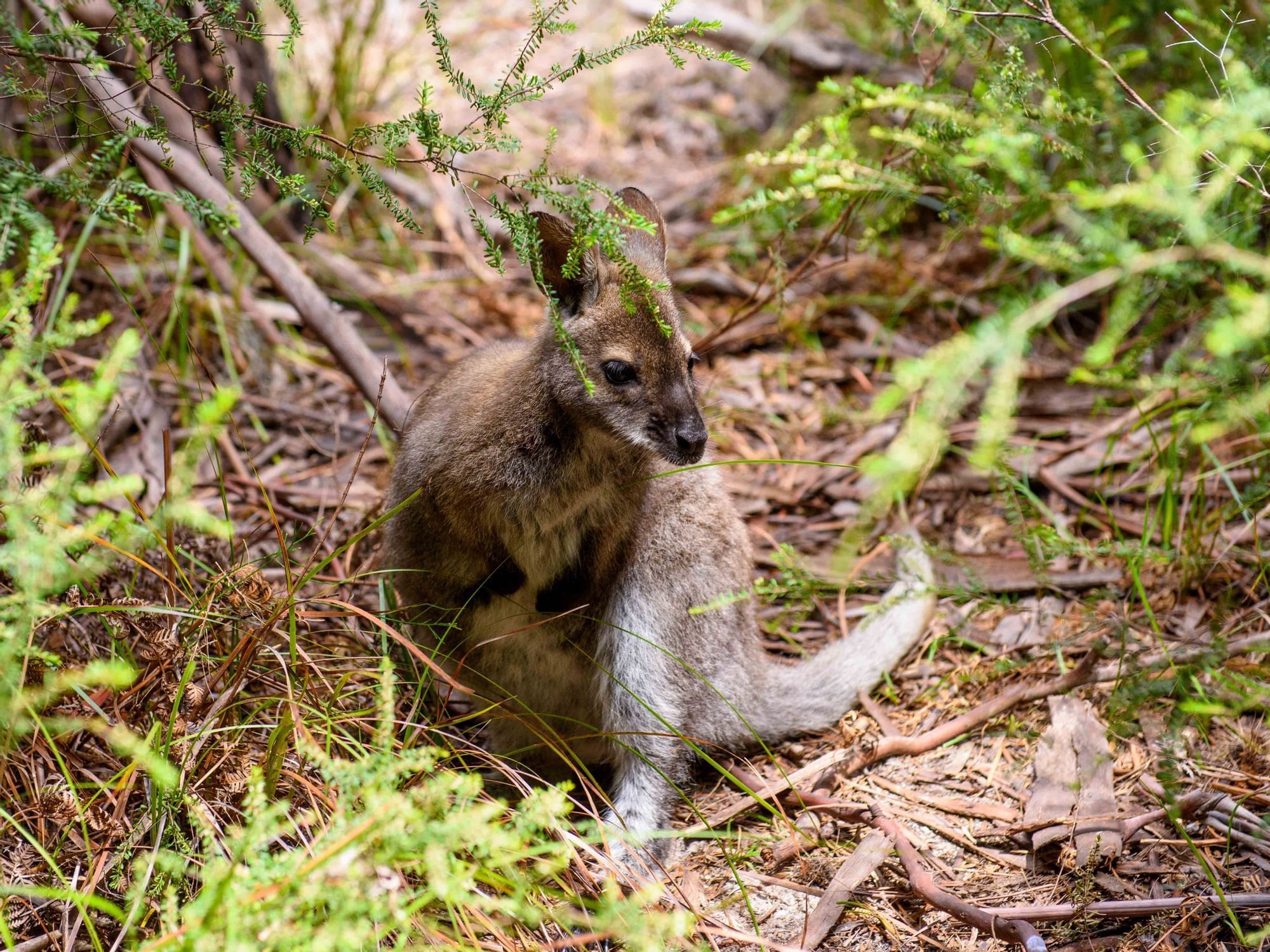 Baby Kangaroo roaming at the national park near Freycinet Lodge