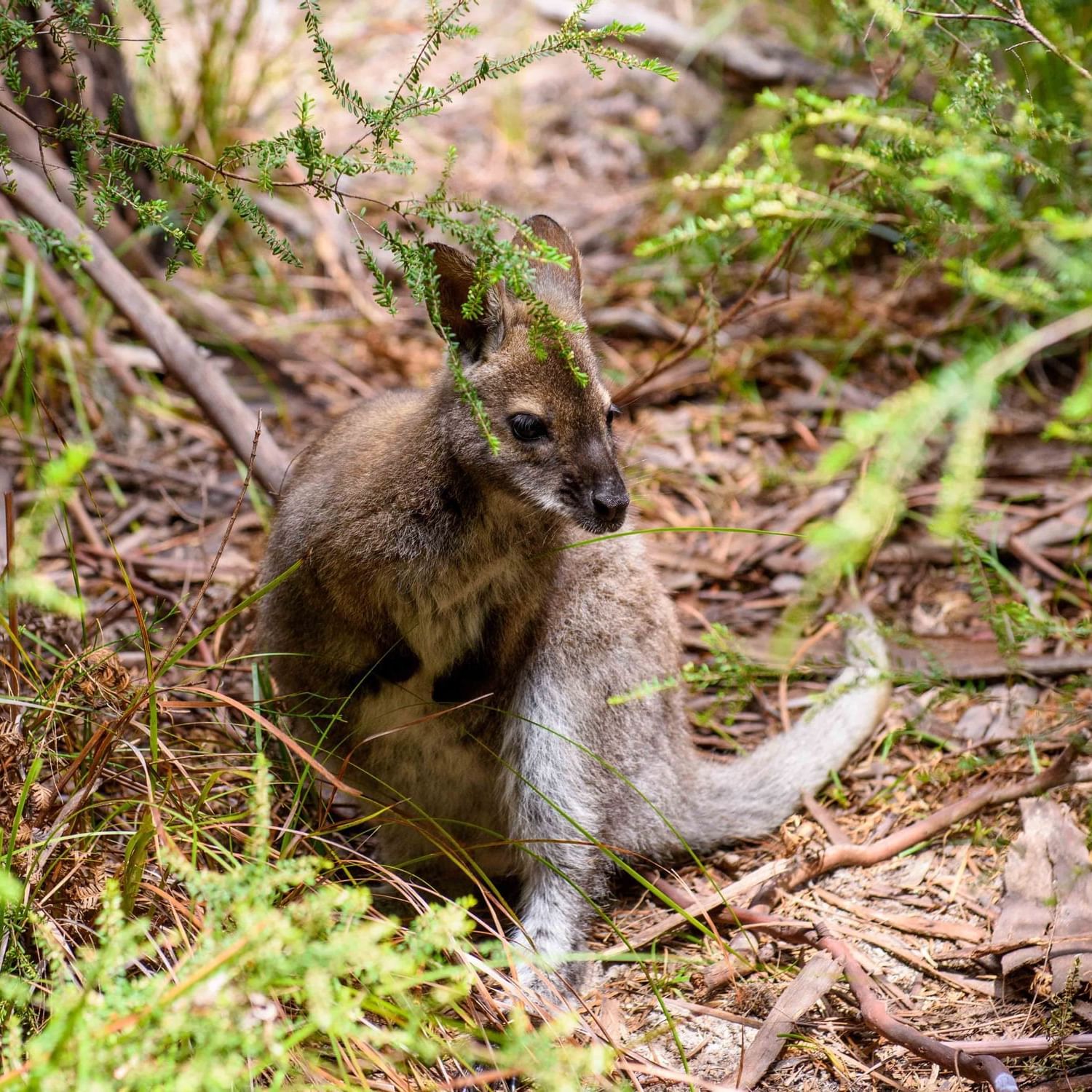 Baby Kangaroo roaming at the national park near Freycinet Lodge