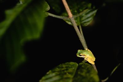 Rana de noche