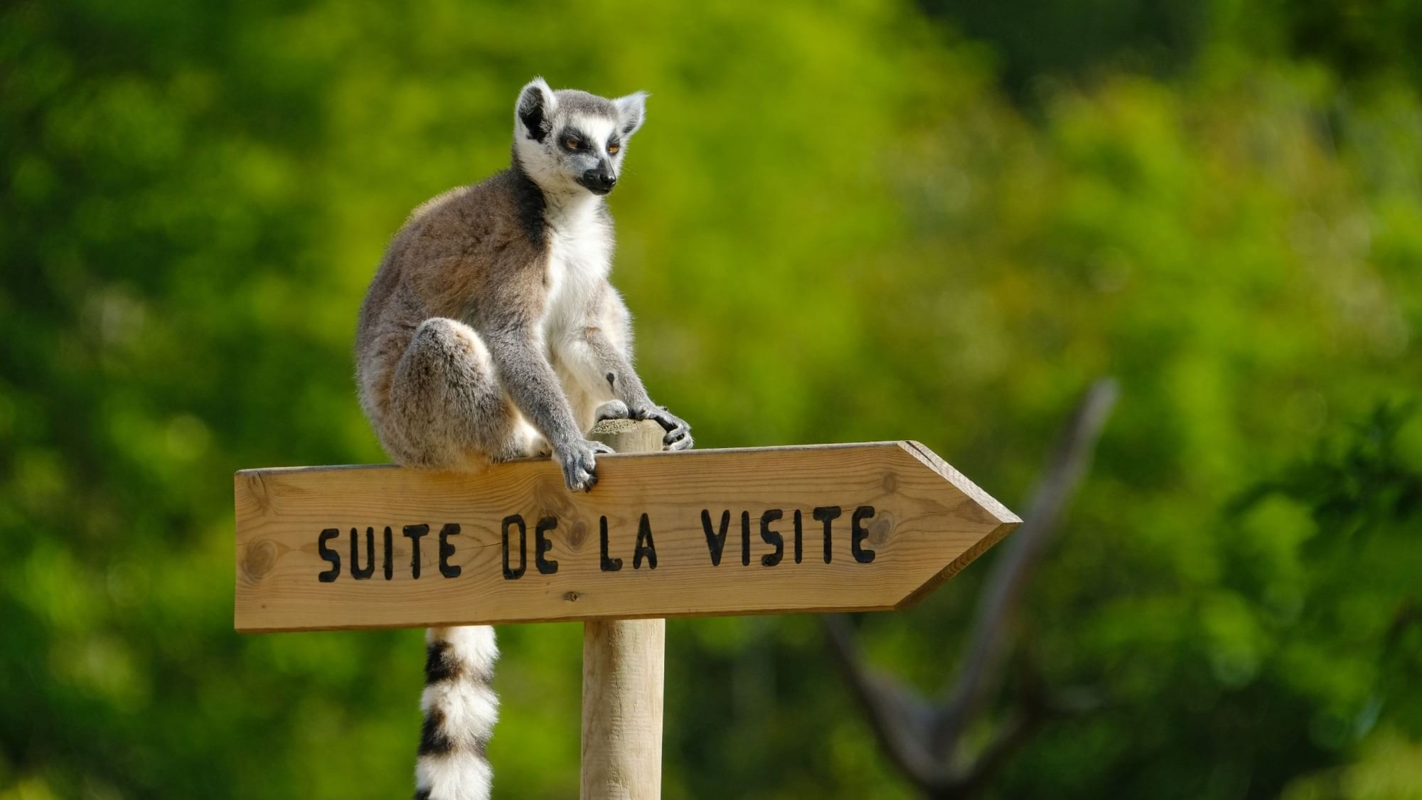 Closeup of a lemur sitting on a signboard near Originals Hotels