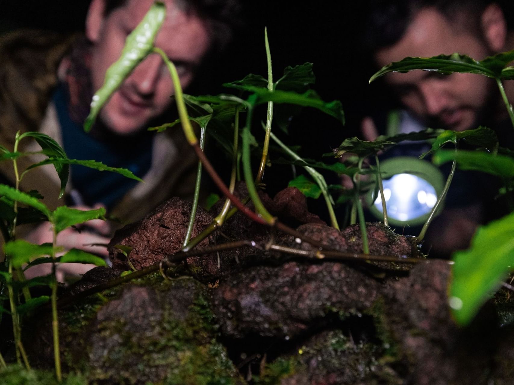 Deux personnes qui observent des plantes vertes et le sol couvert de mousse avec un éclairage doux à  El Silencio Lodge and Spa