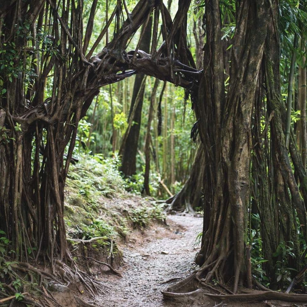 Natural tree arch in Mānoa Falls Trail near Waikiki Resort Hotel by Sono