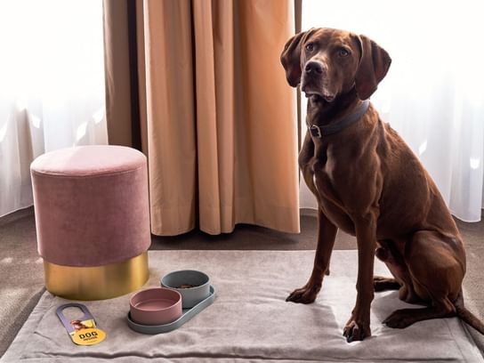 Dogs Welcome: Flemings Hotels heißt Vierbeiner herzlich willkommen