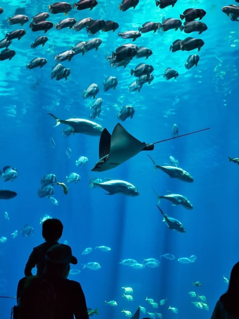 The Predator Lagoon Aquarium with Stingray swimming near Warwick Paradise Island Bahamas