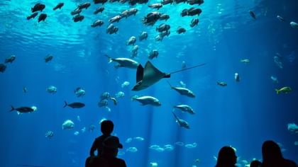The Predator Lagoon Aquarium with Stingray swimming near Warwick Paradise Island Bahamas