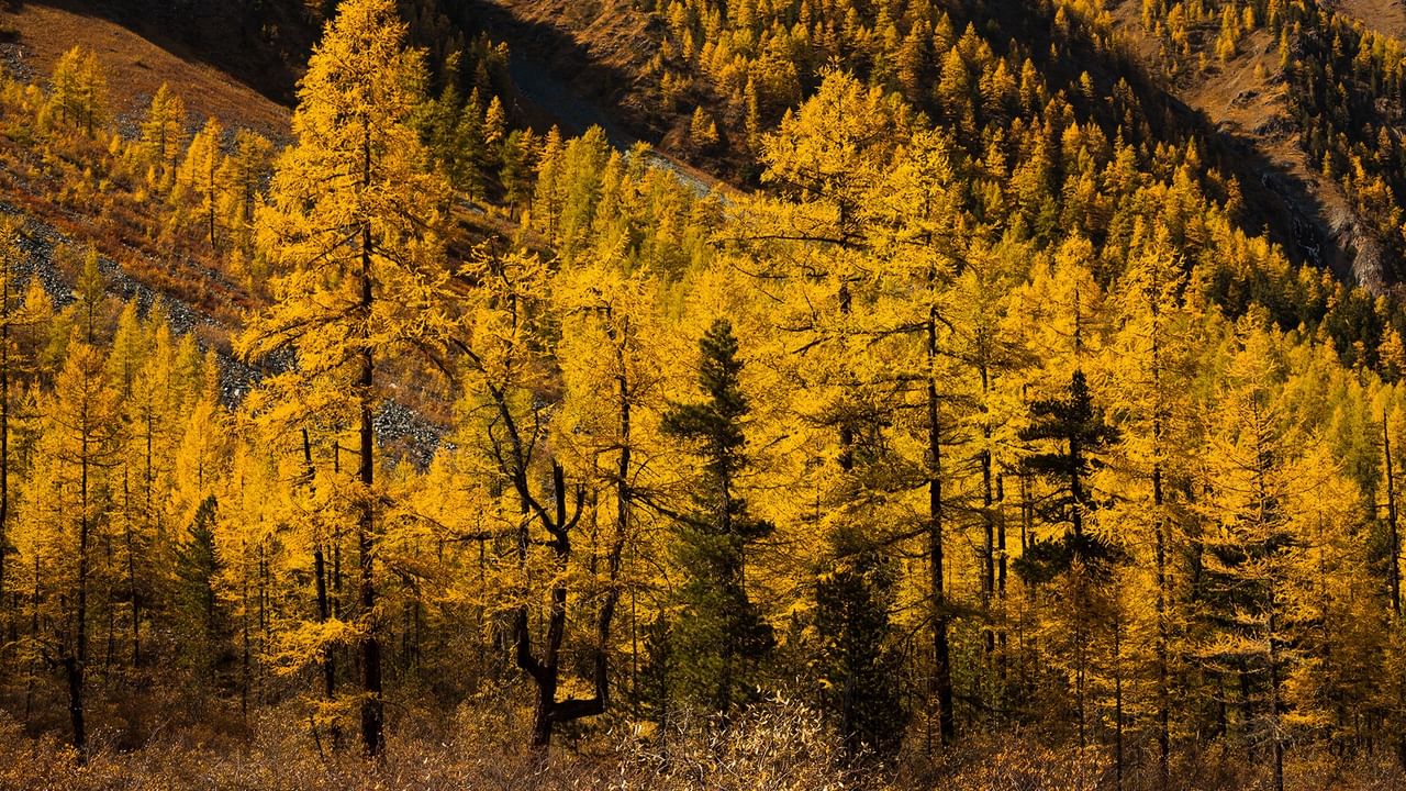 Golden larch trees covering a mountain slope in fall.