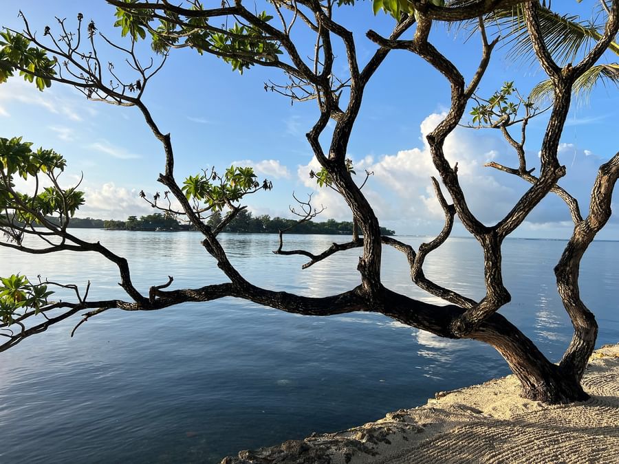 Beachside tree with intricate branches overlooking the water at Warwick Le Lagon Vanuatu.