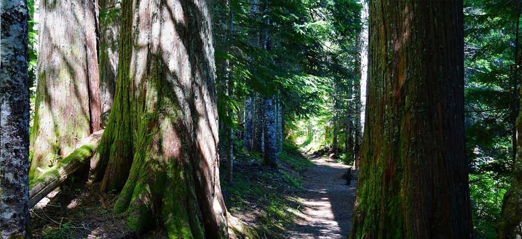 Forest trail surrounded by tall moss-covered trees at Lost Lake Nature Trail in Whistler.