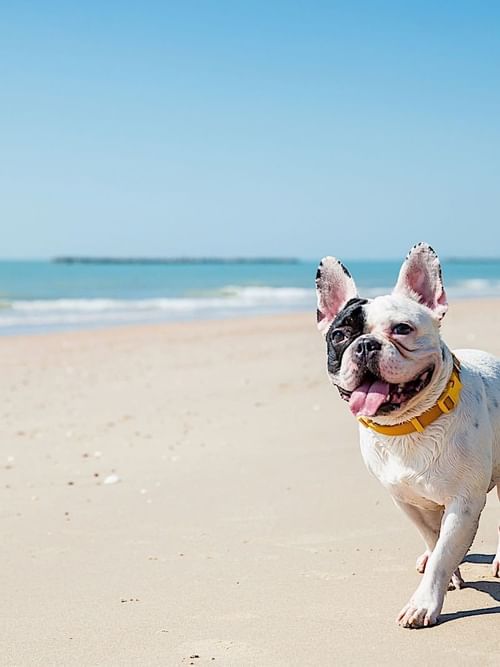 A puppy by the beach at Princess Mundo Imperial