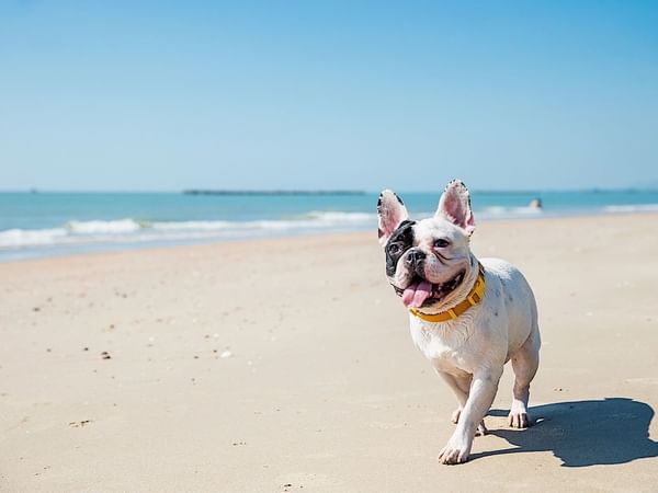A puppy by the beach at Princess Mundo Imperial