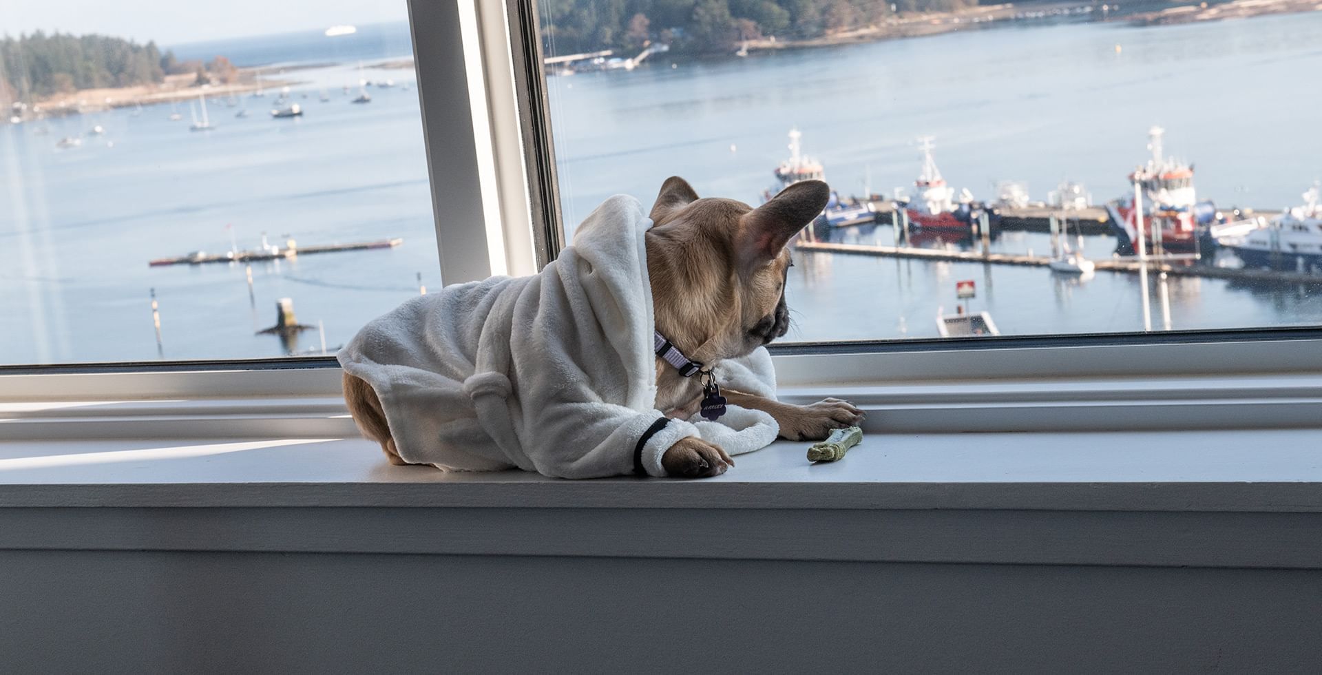 Pet Friendly hotel rooms in Nanaimo Coast Bastion Hotel