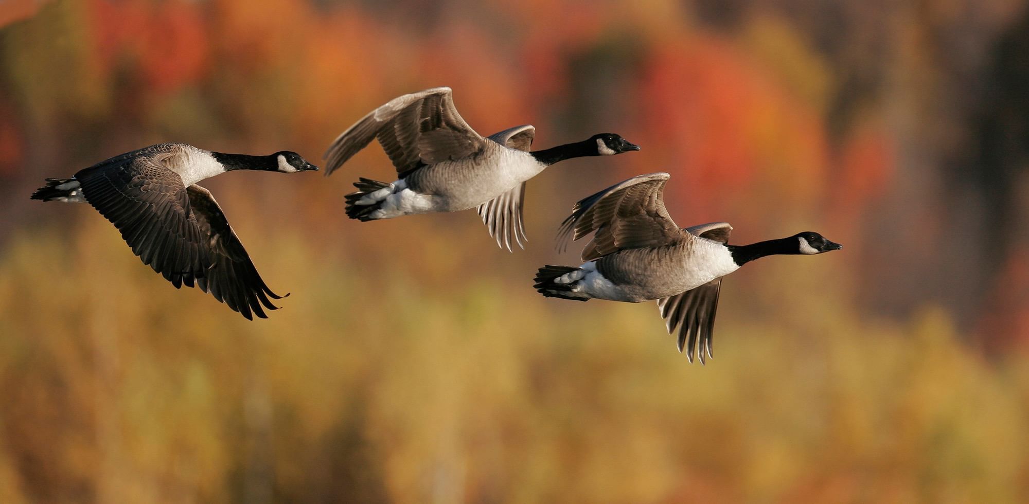 Geese flying