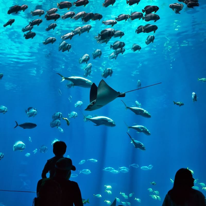 The Predator Lagoon Aquarium near Warwick Paradise Island Bahamas