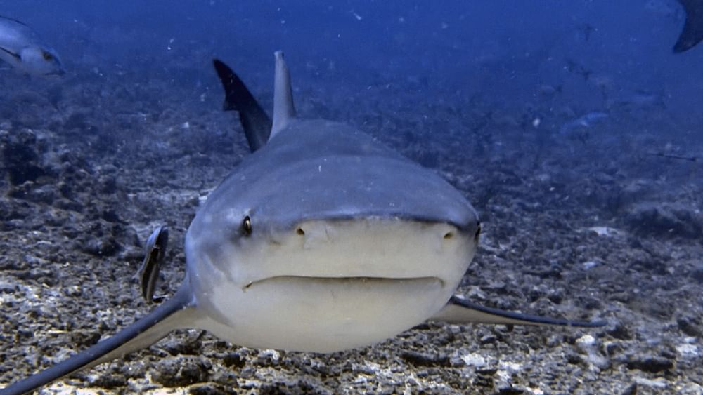 Shark underwater among coral reefs showcasing the Dive Centre at The Naviti Resort Fiji in Korolevu.