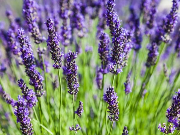 purple flowers