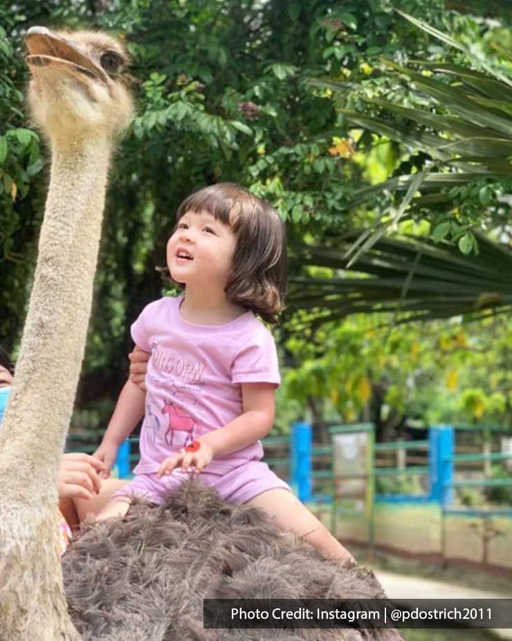 Get a chance to ride on the ostriches to get up close and personal- Lexis Hibiscus