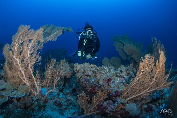 Diver surrounded by sea fans and corals underwater near Grand Park Kodhipparu, Maldives