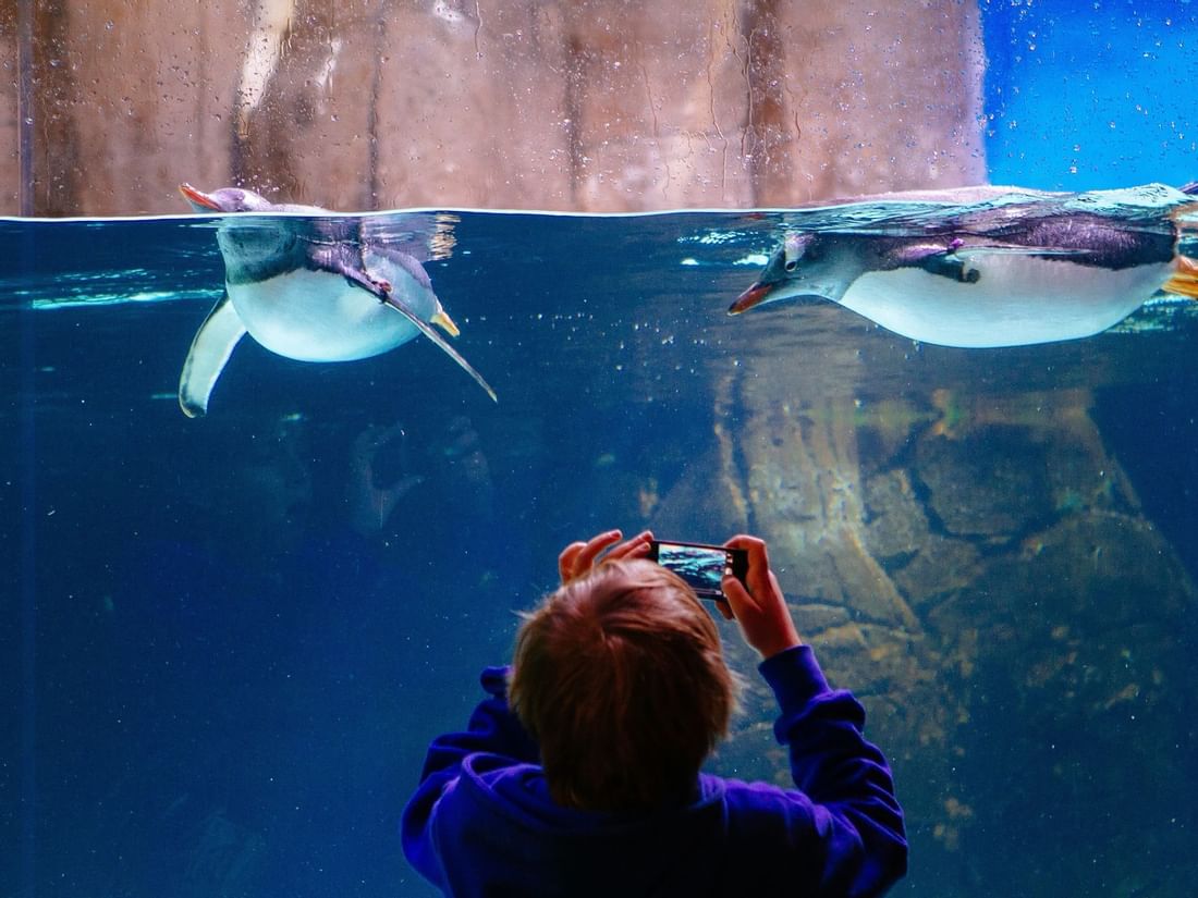 Kid taking pictures in Sea Life Melbourne Aquarium near Quay West Suites Melbourne
