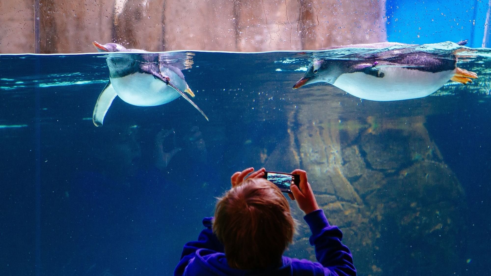 Kid taking pictures in Sea Life Melbourne Aquarium near Quay West Suites Melbourne