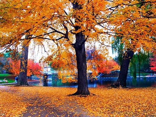 Boston Garden near The Godfrey Boston Hotel in autumn