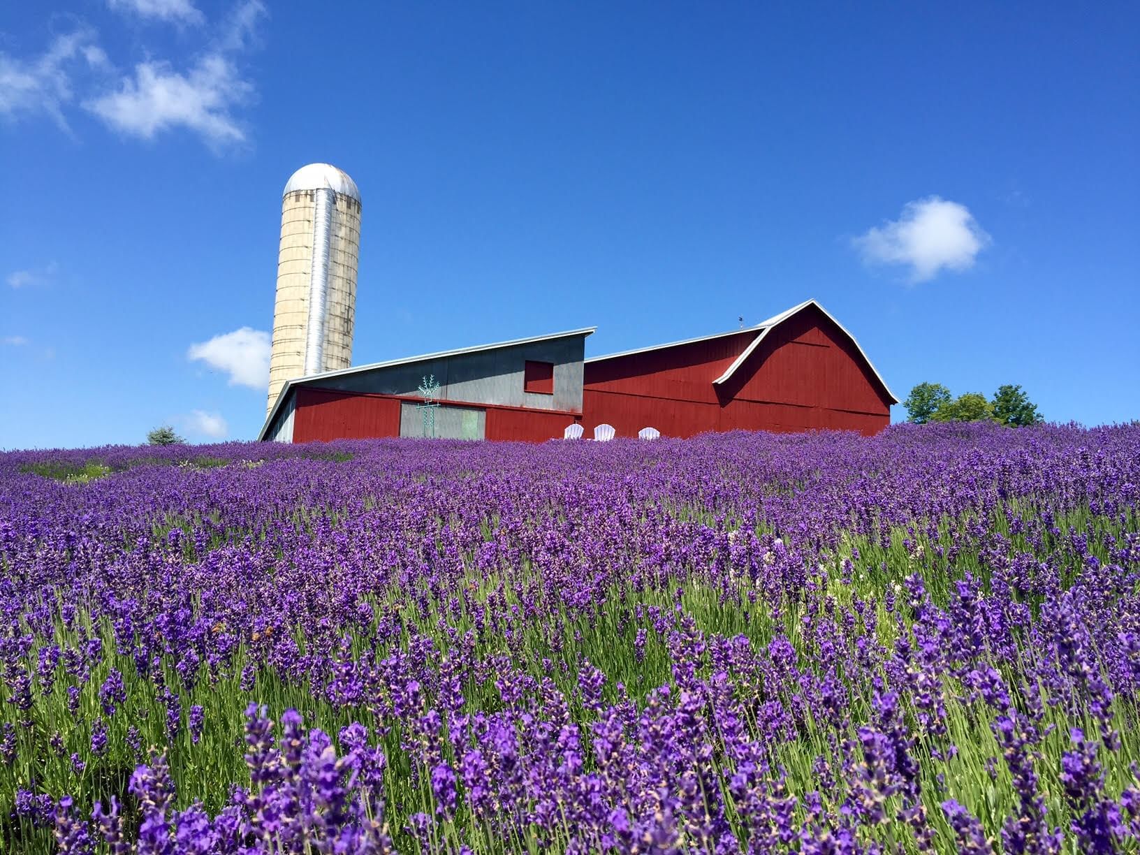 Culinary Lavender — Hill Country Lavender