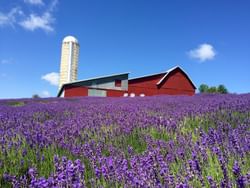 Scenic view of Lavender Hill Farm beneath the blue sky near The Earl