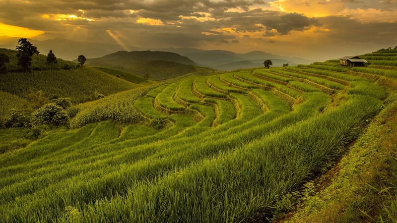 bali rice fields