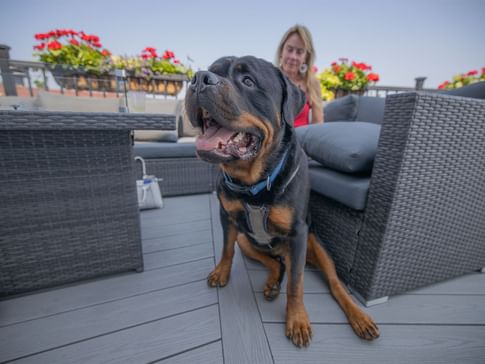 Dog-Friendly Accommodations 