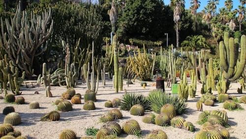 jardines-de-mossèn-cactus