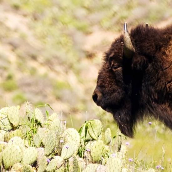 Catalina Islands Bison with green cacti near Catalina Island Company