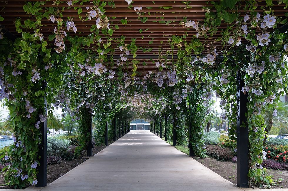 Shaded walkway with wooden lattice covered in blooming flowers at Live Aqua Resorts and Residence Club