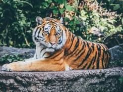 Tiger lounging on a rock at York's Wild Kingdom near Union Bluff Hotel