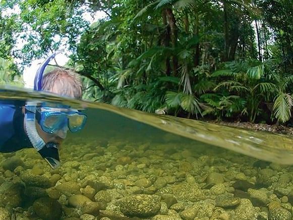 River Drift Snorkeling near Pullman Palm Cove Sea Temple Resort