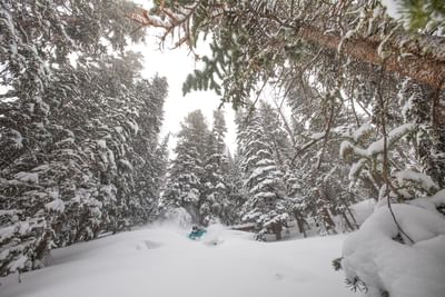 Skier navigating through snowy trees at Elevation Resort and Spa