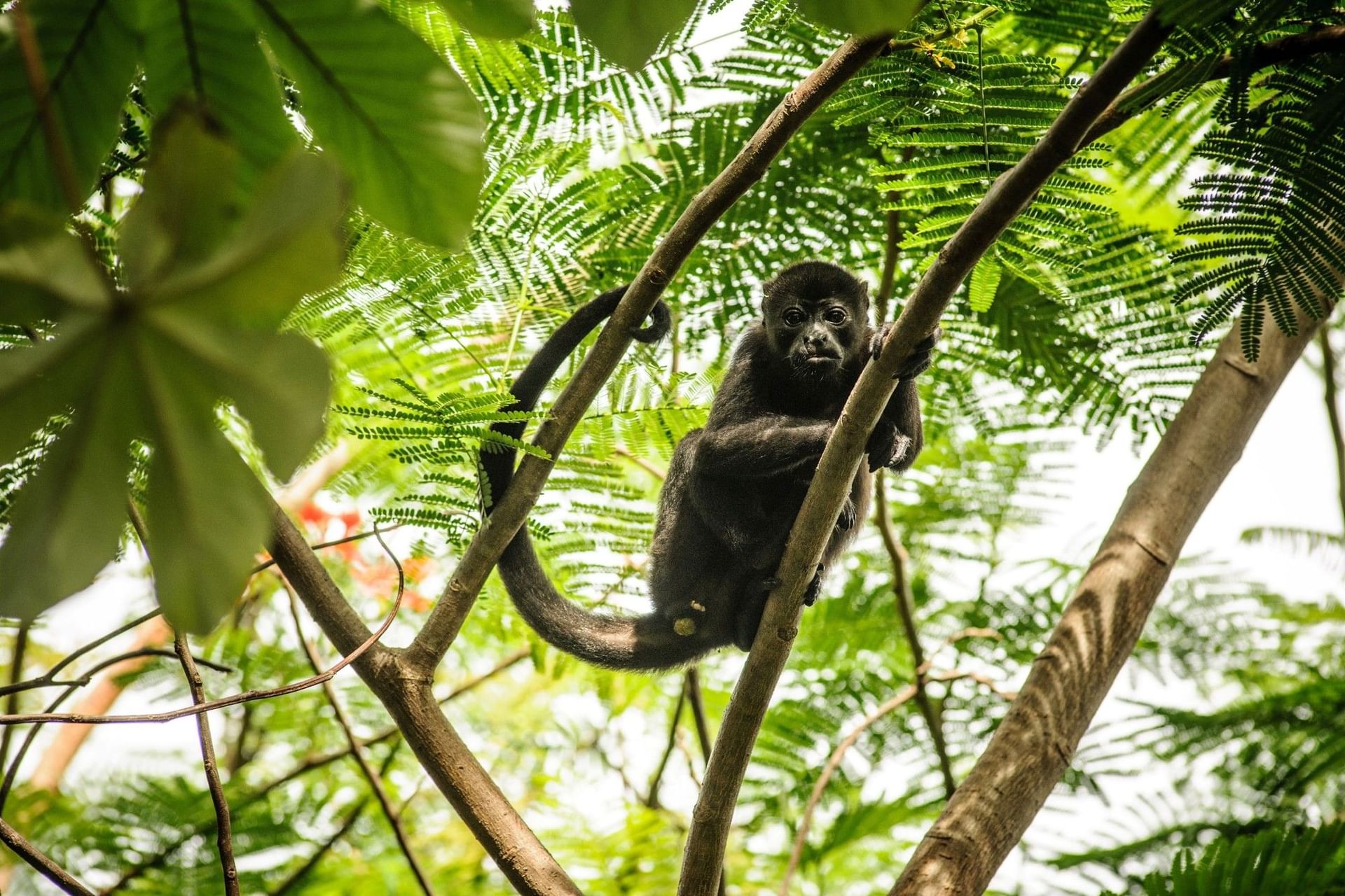 Howler monkey perched in the lush tropical canopy surrounding near Cala Luna Boutique Hotel