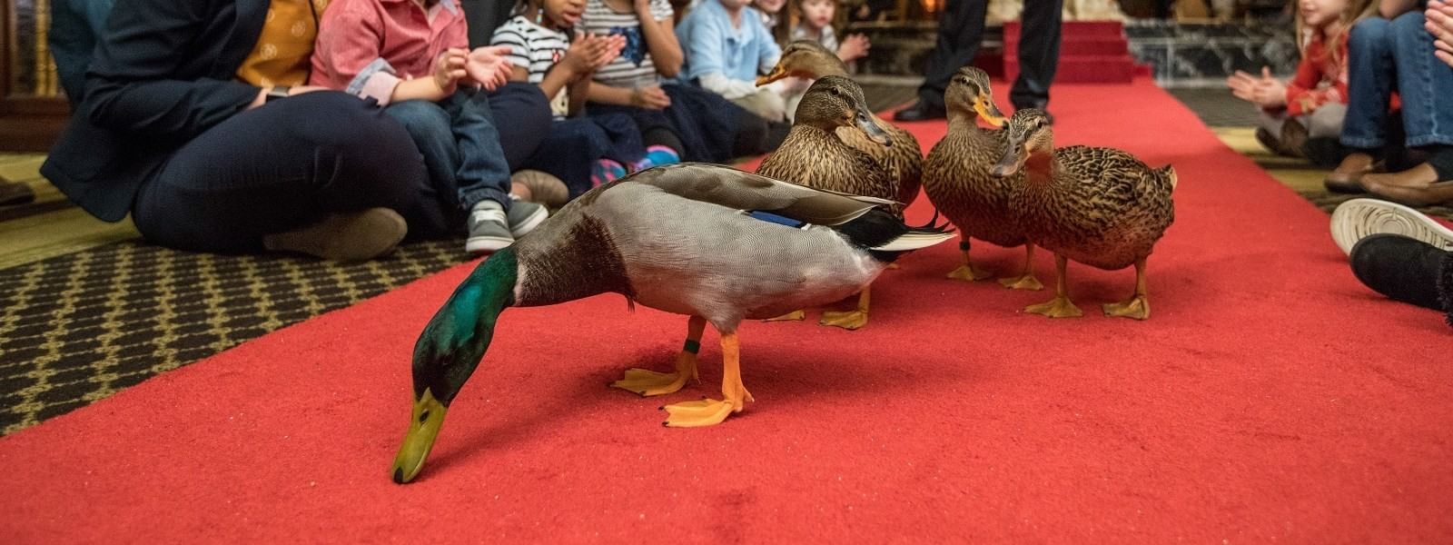 The Historic Peabody Memphis, Peabody Ducks
