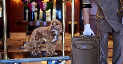 A pet dog standing on a bell cart at The Townsend Hotel