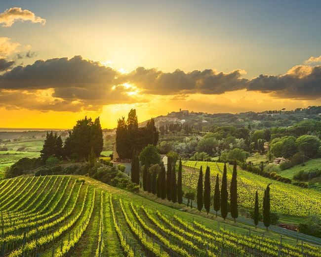 Italian vineyards tour