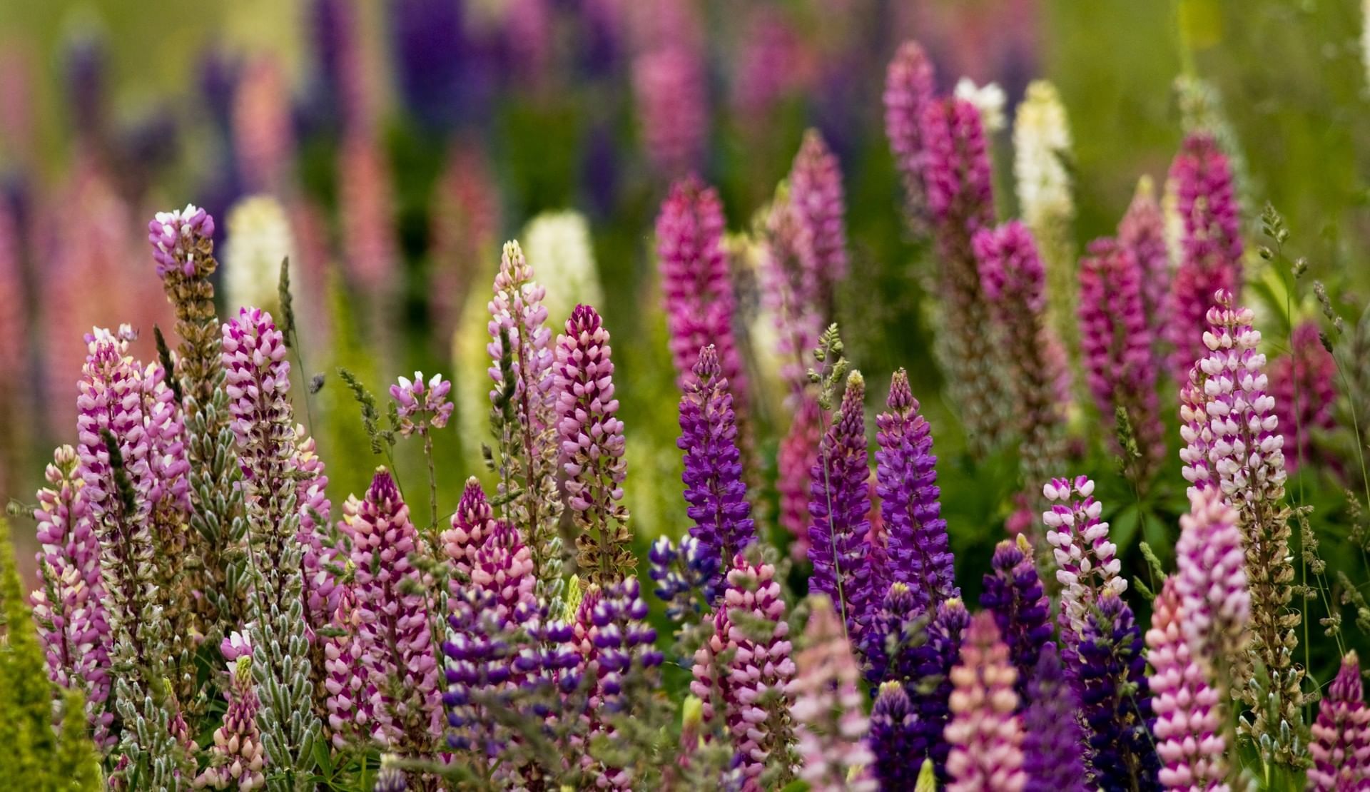 Closeup of Lupin flowers at Hotel Cabo de Hornos